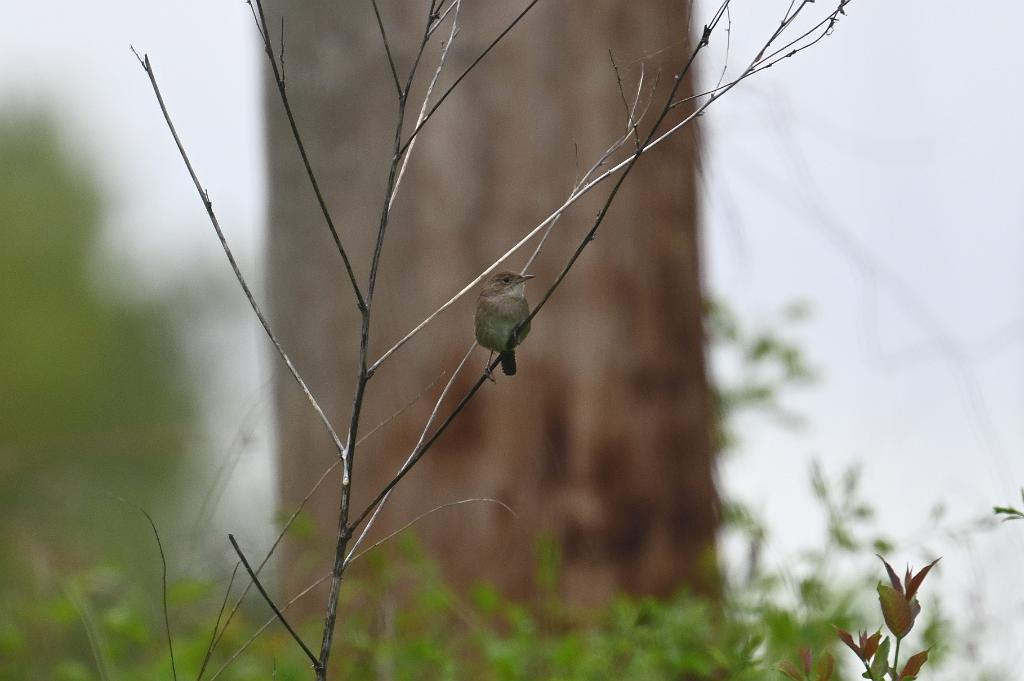 2025-05148542 Broad Meadow Brook, MA.JPG - House Wren. Broad Meadow Brook Wildlife Sanctuary, MA, 5-14-2025